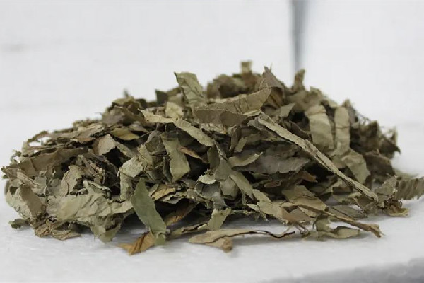 干荷葉泡水喝會拉肚子嗎 干荷葉泡水對導(dǎo)致胃不舒服嗎 干荷葉泡水喝會拉肚子嗎 干荷葉泡水對導(dǎo)致胃不舒服嗎