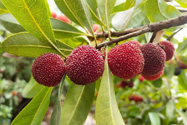 楊梅里面的小白蟲可以吃嗎 楊梅有蟲子怎么清洗 楊梅里面的小白蟲可以吃嗎 楊梅有蟲子怎么清洗