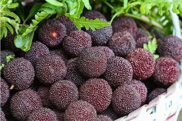 楊梅里面的小白蟲可以吃嗎 楊梅有蟲子怎么清洗 楊梅里面的小白蟲可以吃嗎 楊梅有蟲子怎么清洗