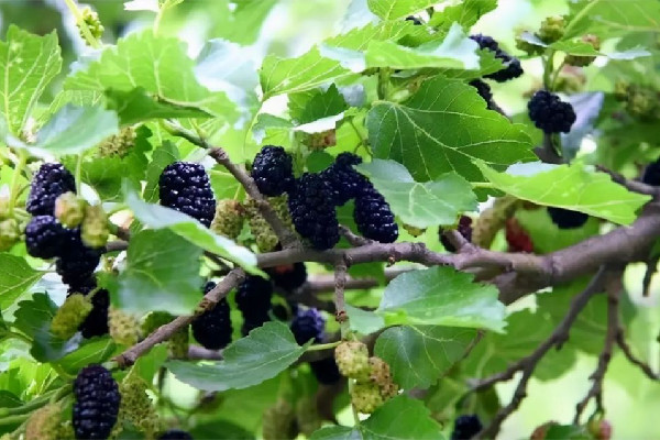 桑葚可以做什么美食 桑葚可以?xún)銎饋?lái)吃嗎