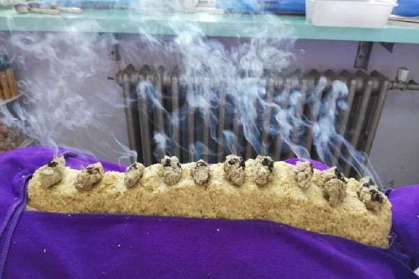 三伏灸要做幾次 三伏灸可以天天灸嗎 三伏灸要做幾次 三伏灸可以天天灸嗎