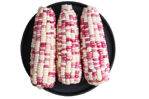 糯玉米可以煲湯嗎 糯玉米可以燉排骨嗎 糯玉米可以煲湯嗎 糯玉米可以燉排骨嗎