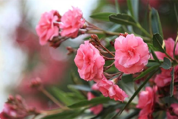 夾竹桃毒性有多強(qiáng) 夾竹桃有毒為什么還大量種植 夾竹桃毒性有多強(qiáng) 夾竹桃有毒為什么還大量種植