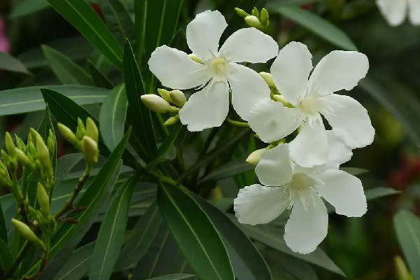 夾竹桃的功效和作用 夾竹桃可以入藥嗎 夾竹桃的功效和作用 夾竹桃可以入藥嗎