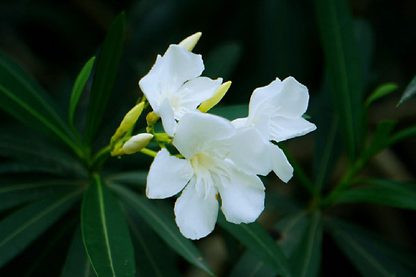 夾竹桃的功效和作用 夾竹桃可以入藥嗎 夾竹桃的功效和作用 夾竹桃可以入藥嗎