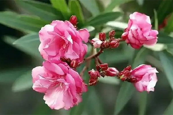 夾竹桃毒性有多強(qiáng) 夾竹桃有毒為什么還大量種植 夾竹桃毒性有多強(qiáng) 夾竹桃有毒為什么還大量種植