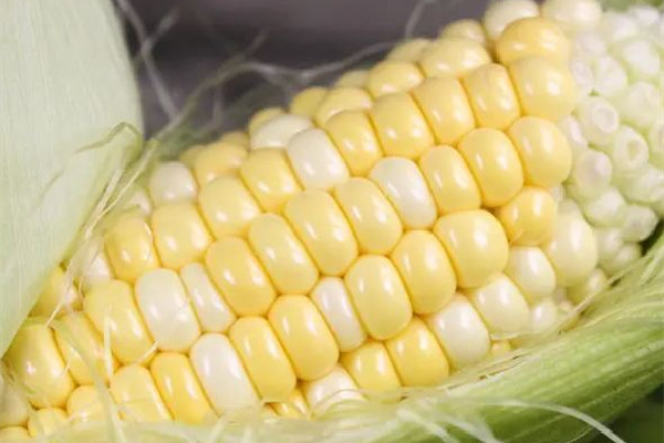 甜玉米要放冰箱保存嗎 甜玉米放冰箱可以放多久 甜玉米要放冰箱保存嗎 甜玉米放冰箱可以放多久