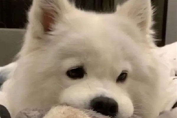 修勾是什么意思 修勾是罵人的意思嗎 修勾是什么意思 修勾是罵人的意思嗎