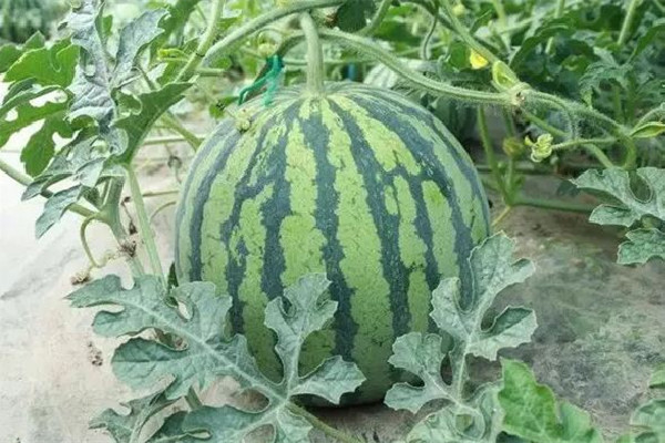 麒麟瓜是無籽西瓜嗎 麒麟瓜是哪里產(chǎn)的 麒麟瓜是無籽西瓜嗎 麒麟瓜是哪里產(chǎn)的