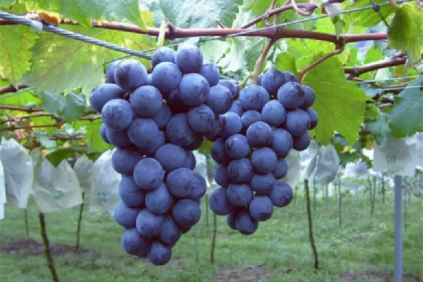 葡萄上的白霜是什么東西 葡萄上有白霜是新鮮還是不新鮮