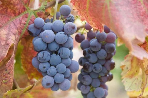 葡萄用什么洗最干凈 葡萄洗過了第二天能吃嗎