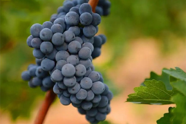 葡萄怎么保存才新鮮 葡萄保存是用保鮮膜包住還是敞開(kāi)