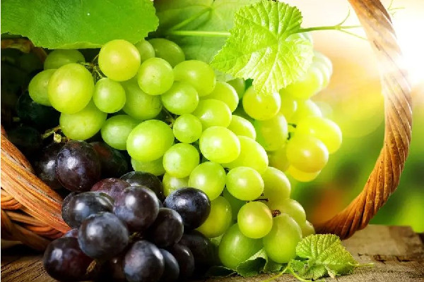 葡萄可以空腹吃嗎 葡萄可以多吃嗎 葡萄可以空腹吃嗎 葡萄可以多吃嗎