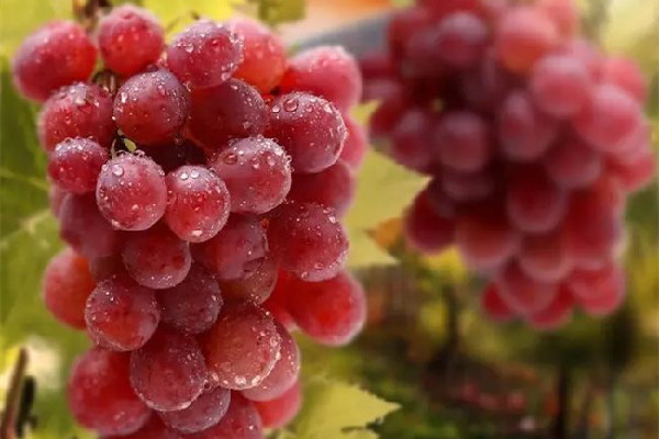 葡萄的糖分含量高嗎 葡萄不適合什么人群吃 葡萄的糖分含量高嗎 葡萄不適合什么人群吃