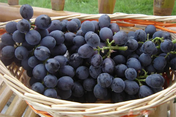 葡萄的糖分含量高嗎 葡萄不適合什么人群吃 葡萄的糖分含量高嗎 葡萄不適合什么人群吃