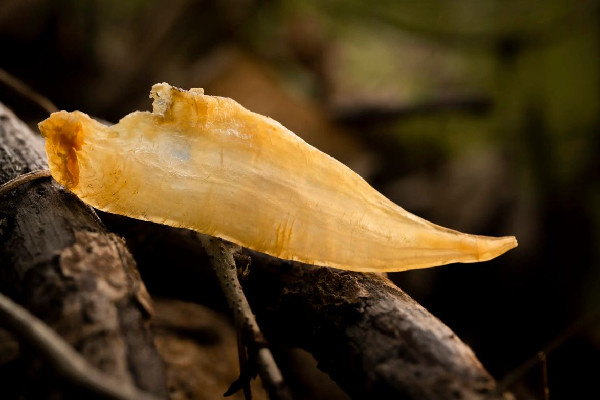 花膠和魚膠區(qū)別在哪里 花膠和魚膠一樣嗎 花膠和魚膠區(qū)別在哪里 花膠和魚膠一樣嗎