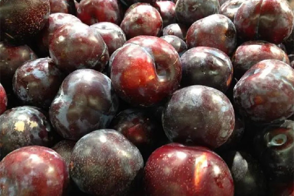 黑布林吃了會拉肚子嗎 黑布林對腸胃好嗎 黑布林吃了會拉肚子嗎 黑布林對腸胃好嗎