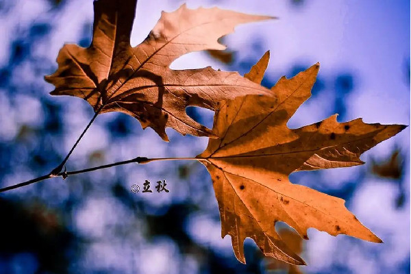 立秋會(huì)對(duì)人的身體產(chǎn)生什么樣的影響 立秋會(huì)掉頭發(fā)嗎 立秋會(huì)對(duì)人的身體產(chǎn)生什么樣的影響 立秋會(huì)掉頭發(fā)嗎