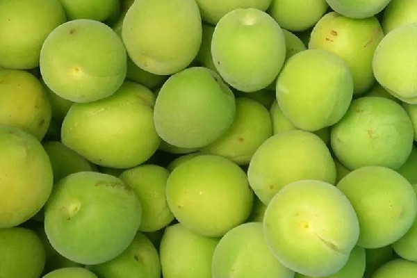 青梅怎么制作酸梅干 青梅做什么好吃 青梅怎么制作酸梅干 青梅做什么好吃