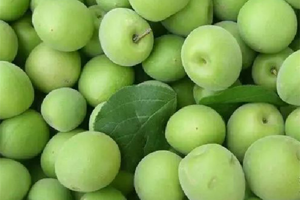 青梅有什么作用與功效 青梅果真的能減肥嗎 青梅有什么作用與功效 青梅果真的能減肥嗎