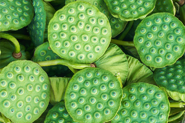 新鮮蓮子對胃有好處嗎 新鮮蓮子一次性可以吃多少個 新鮮蓮子對胃有好處嗎 新鮮蓮子一次性可以吃多少個