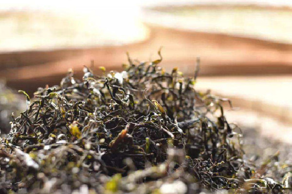 生普洱是不是放的時間越長越好 生普洱可以放多久 生普洱是不是放的時間越長越好 生普洱可以放多久