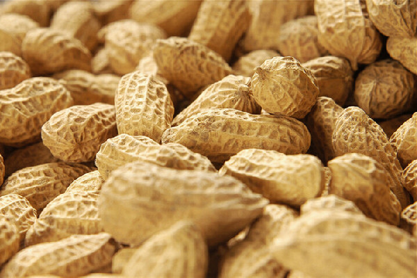 花生煮多長(zhǎng)時(shí)間能煮熟 花生可以煮粥嗎 花生煮多長(zhǎng)時(shí)間能煮熟 花生可以煮粥嗎