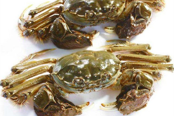 大閘蟹可以生腌嗎 大閘蟹生吃有寄生蟲嗎 大閘蟹可以生腌嗎 大閘蟹生吃有寄生蟲嗎