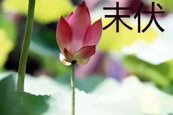 末伏吃什么傳統(tǒng)食物 末伏吃雞肉好嗎 末伏吃什么傳統(tǒng)食物 末伏吃雞肉好嗎