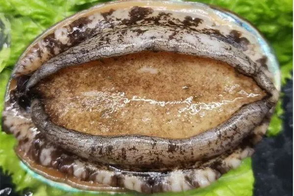 鮑魚的功效和作用 鮑魚可以燒烤吃嗎 鮑魚的功效和作用 鮑魚可以燒烤吃嗎