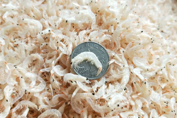 蝦皮會(huì)不會(huì)放壞 蝦皮會(huì)生蟲嗎 蝦皮會(huì)不會(huì)放壞 蝦皮會(huì)生蟲嗎