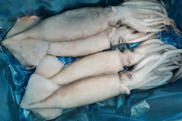 新鮮魷魚會泡藥水嗎 新鮮魷魚買回來要怎么清洗 新鮮魷魚會泡藥水嗎 新鮮魷魚買回來要怎么清洗