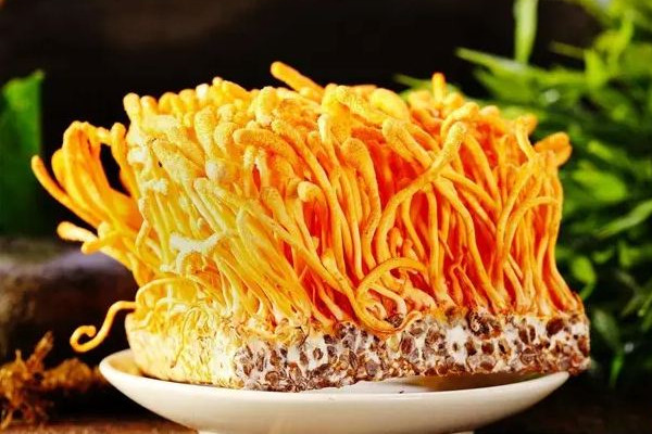 蟲草花的市場價是多少 蟲草花和什么一起煲湯最好 蟲草花的市場價是多少 蟲草花和什么一起煲湯最好