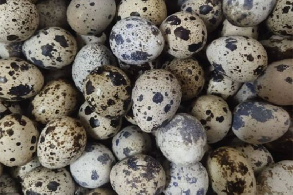 鵪鶉蛋和雞蛋哪個價值高 鵪鶉蛋和雞蛋能一起吃嗎 鵪鶉蛋和雞蛋哪個價值高 鵪鶉蛋和雞蛋能一起吃嗎