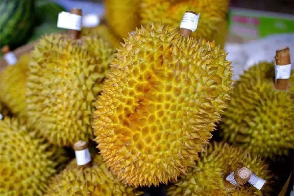 榴蓮吃起來苦怎么回事 榴蓮是高蛋白食物嗎 榴蓮吃起來苦怎么回事 榴蓮是高蛋白食物嗎