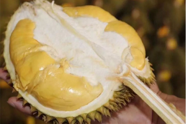 金枕榴蓮怎么挑選 金枕榴蓮買大的好還是小的好呢 金枕榴蓮怎么挑選 金枕榴蓮買大的好還是小的好呢