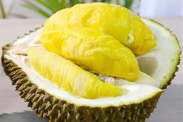 金枕榴蓮的口感和特點(diǎn) 金枕榴蓮的出肉率大概是多少 金枕榴蓮的口感和特點(diǎn) 金枕榴蓮的出肉率大概是多少