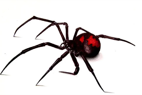 廈門海關(guān)截獲1只活體黑寡婦 黑寡婦蜘蛛能毒死人嗎 廈門海關(guān)截獲1只活體黑寡婦 黑寡婦蜘蛛能毒死人嗎