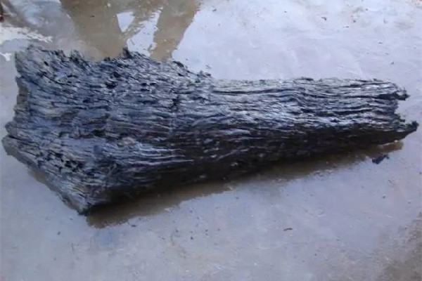 重慶嘉陵江現(xiàn)巨大陰沉木有盜割痕跡 陰沉木市場價(jià)格多少錢一斤 重慶嘉陵江現(xiàn)巨大陰沉木有盜割痕跡 陰沉木市場價(jià)格多少錢一斤