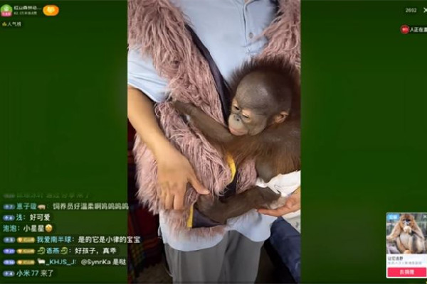 南京一動物園直播籌款:揭不開鍋了 動物園可以自己帶食物喂動物嗎