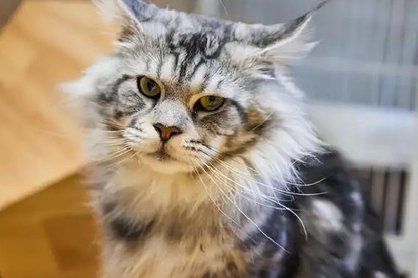 緬因貓墜樓追責(zé)保姆？雇主回應(yīng) 緬因貓多少錢一只