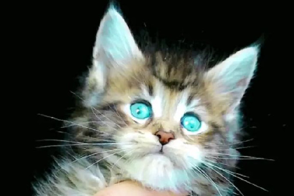 緬因貓墜樓追責(zé)保姆？雇主回應(yīng) 緬因貓多少錢一只