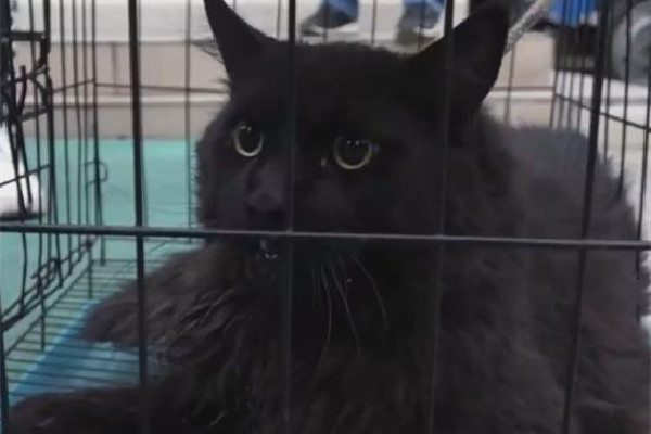 緬因貓因太胖被誤當(dāng)猞猁送到保護(hù)站 緬因貓可以長到多少斤 緬因貓因太胖被誤當(dāng)猞猁送到保護(hù)站 緬因貓可以長到多少斤