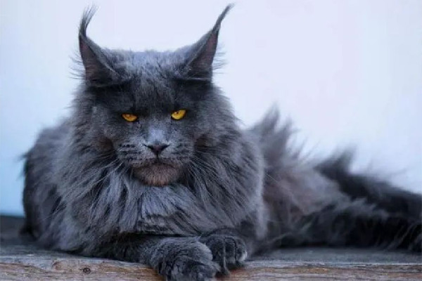 緬因貓因太胖被誤當(dāng)猞猁送到保護(hù)站 緬因貓可以長到多少斤 緬因貓因太胖被誤當(dāng)猞猁送到保護(hù)站 緬因貓可以長到多少斤