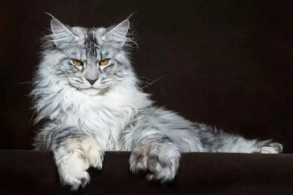 緬因貓因太胖被誤當(dāng)猞猁送到保護(hù)站 緬因貓可以長到多少斤 緬因貓因太胖被誤當(dāng)猞猁送到保護(hù)站 緬因貓可以長到多少斤