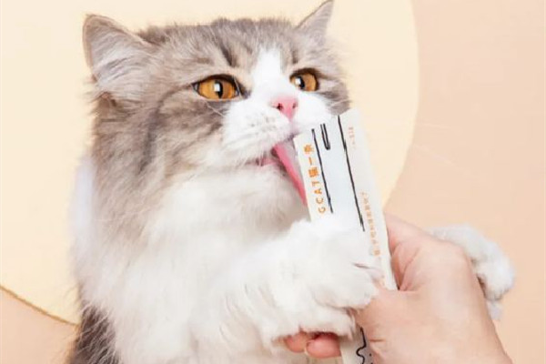 貓條是零食還是主食 貓條吃多了會怎樣 貓條是零食還是主食 貓條吃多了會怎樣