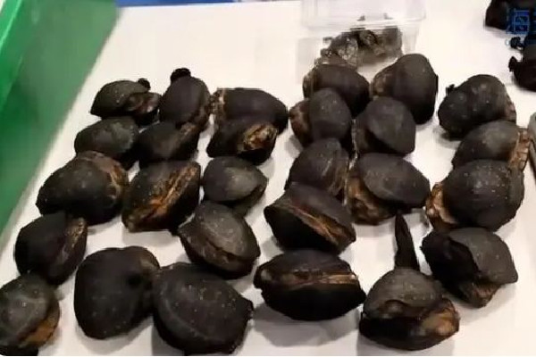 托運行李內(nèi)藏199只活龜7條活蛇 托運可以帶活物嗎 托運行李內(nèi)藏199只活龜7條活蛇 托運可以帶活物嗎