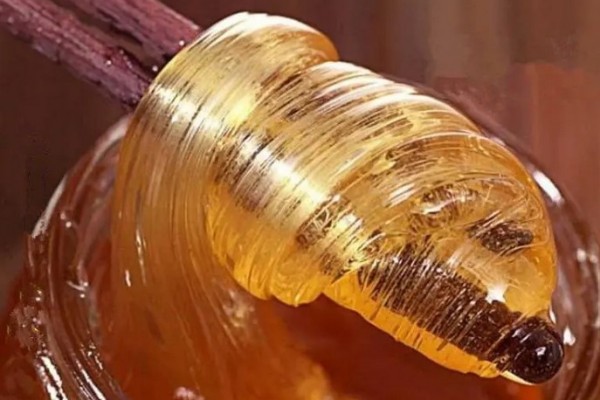 麥芽糖為什么要拉扯 麥芽糖為什么這么粘稠 麥芽糖為什么要拉扯 麥芽糖為什么這么粘稠