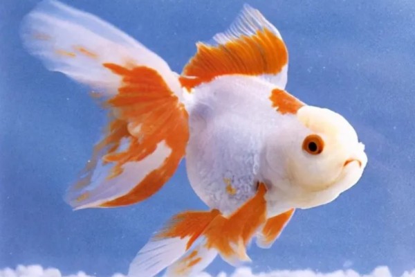 世界最大金魚(yú)被釣上岸已活20年 金魚(yú)有哪些品種