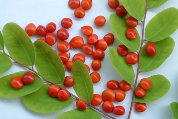 相思子的功效和作用 相思子是中藥嗎 相思子的功效和作用 相思子是中藥嗎